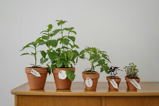 The Best Herbs & Vegetables for Small Spaces and Container Gardening