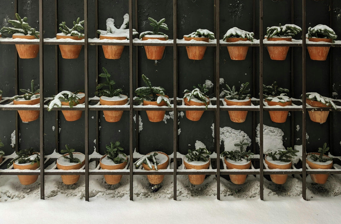 February Gardening in the Northeast: Winter Tasks & Spring Prep