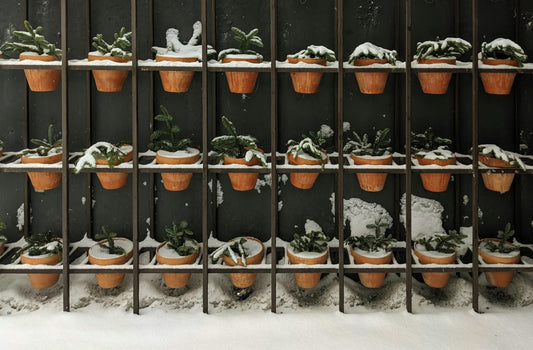 February Gardening in the Northeast: Winter Tasks & Spring Prep