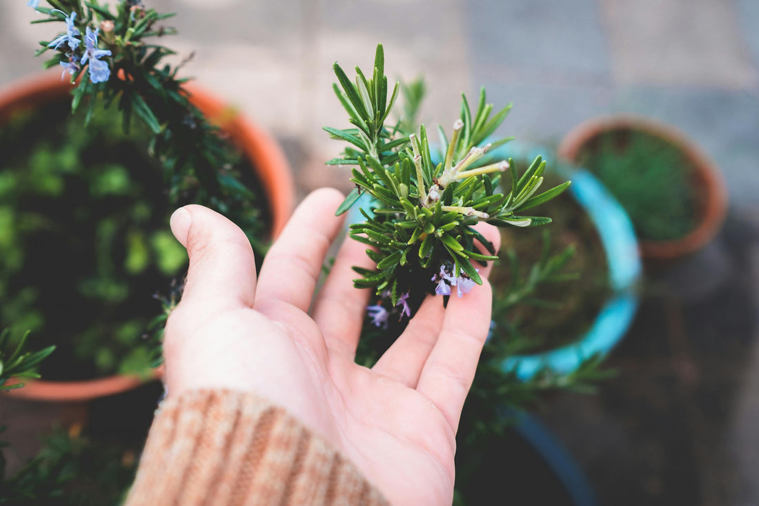 The Unmatched Benefits of Cooking with Homegrown Vegetables and Herbs