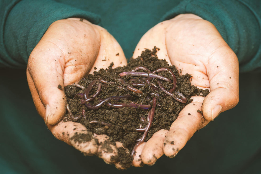 Organic Gardening 101 – How to Grow Food Without Chemicals