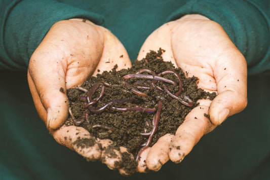 Organic Gardening 101 – How to Grow Food Without Chemicals
