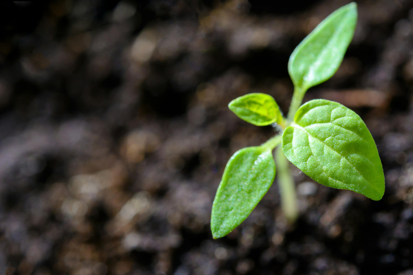 In-Person Garden Consultation (1.5-2hrs)