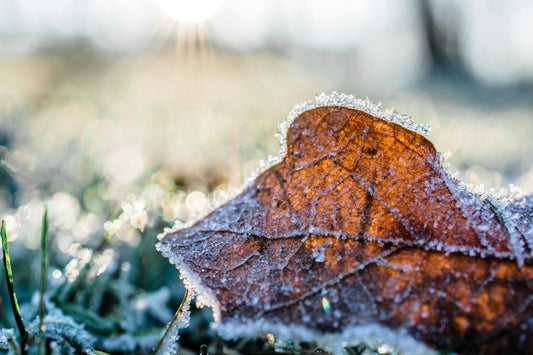 Seasonal Maintenance & Coaching